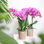 Vienna orchidee paarsroze